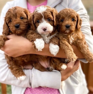 Maltipoo mini welpen Bild 4