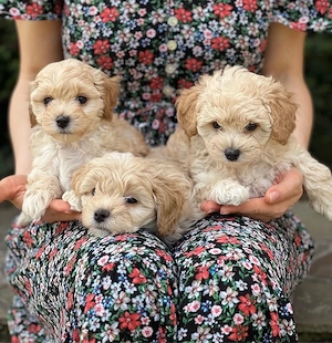 Wunderschöne Maltipoo Welpen
