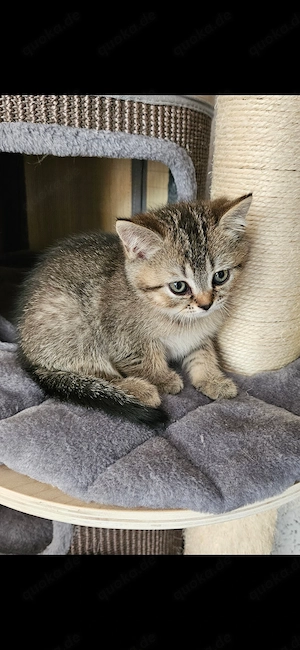 Wunderschönen BKH Kitten , noch 1 Junge frei. 