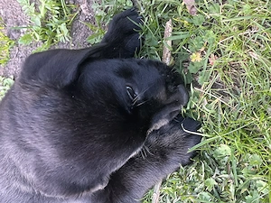 Labrador-Welpe (Rüde) in liebevolle Hände abzugeben