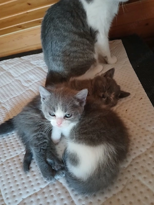 baby katzen 