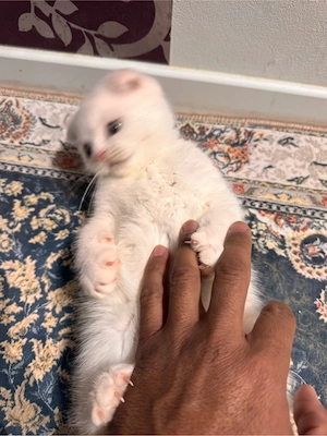 perschien Babye katzen 