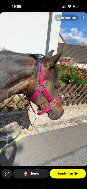 deutsche reitpony stute als beisteller 