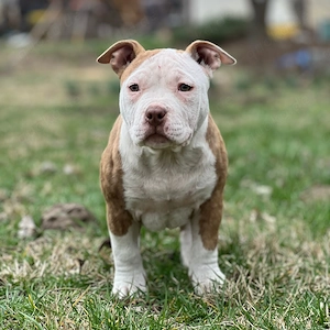 American Bully Pocket