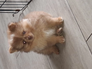 Pomeranianspitzwelpen