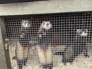 Frettchen Fähen drei Stück zu verkaufen