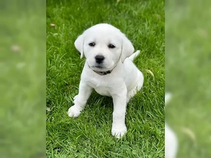 Süßse Labrador Retriever Welpen!!