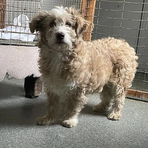 Finchen   kleine Seele auf dem Weg ins Glück