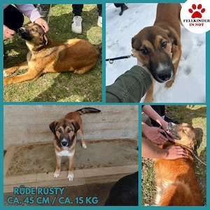 Lieber Mischlingsrüde Rusty sucht sein zuhause