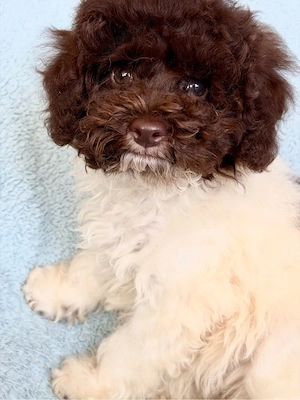 Bezaubernde Toy&Zwerg Pudel Welpen 