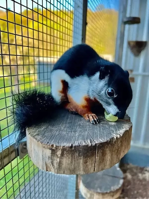 Schönhörnchen Prevosti Bock