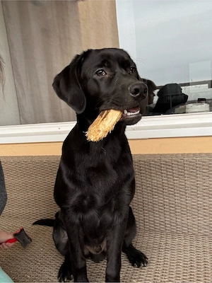 Lou sucht dringend ein Neues Zuhause 