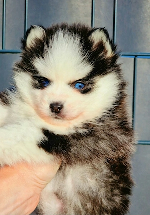 Pomsky F2 Micro & Toy Puppengesicht Bärchentyp Wollycoat 