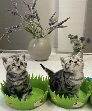 Bezaubernde bkh Kitten black silver tabby classic mit Papiere, absolut exklusiv 