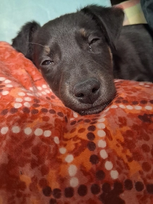 Wunderschöne Hündin sucht liebevolles Zuhause     