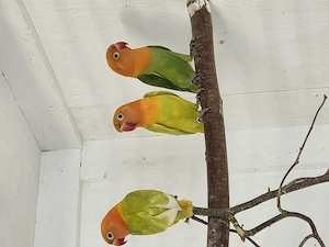 Junge Pfirsichköpfchen 