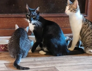 Alis & Mickey - unser süßes Geschwisterpärchen 