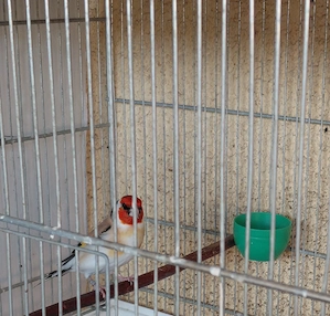 Stieglitze Braun XXL  2023