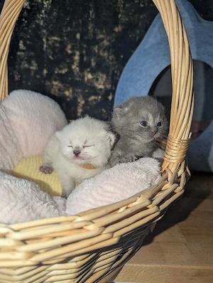 Britisch Kurzhaar Kitten 