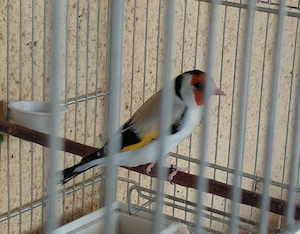 Stieglitz 2025   Gesangsvogel im iranischen Lor-Stil