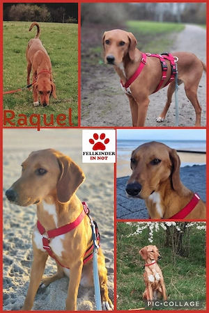 Aktive Jagdhund Mischlingshündin Raquel sucht ihr zuhause Bild 5