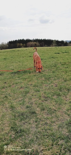 Aktive Jagdhund Mischlingshündin Raquel sucht ihr zuhause