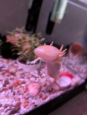 Axolotl farbig 
