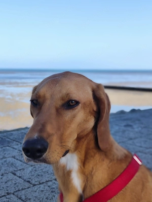 Aktive Jagdhund Mischlingshündin Raquel sucht ihr zuhause Bild 3