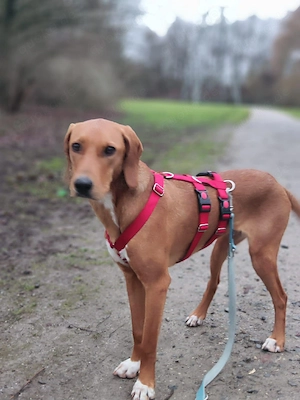 Aktive Jagdhund Mischlingshündin Raquel sucht ihr zuhause Bild 4