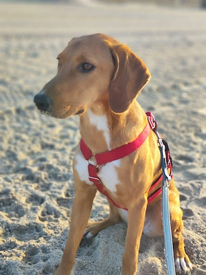 Aktive Jagdhund Mischlingshündin Raquel sucht ihr zuhause Bild 2