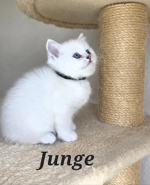 BKH kitten mit Stammbaum 