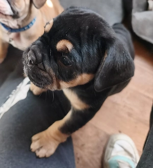 französische bulldogge mix 