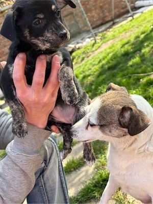 jack russel chihuahua mix 