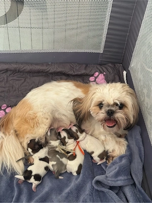 Schihtzu Welpen reinrassig