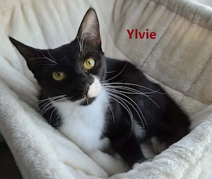 Thor und Ylvie - zwei Traumkatzen suchen Ihre Familie Bild 4