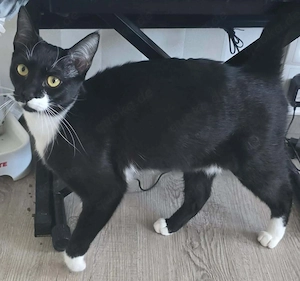 Thor und Ylvie - zwei Traumkatzen suchen Ihre Familie Bild 2
