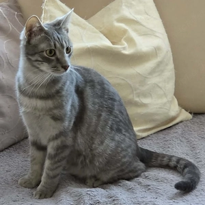 Thor und Ylvie - zwei Traumkatzen suchen Ihre Familie Bild 9