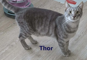 Thor und Ylvie - zwei Traumkatzen suchen Ihre Familie