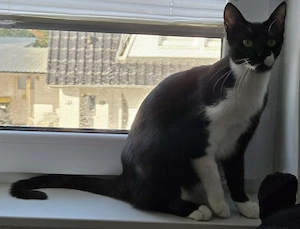 Thor und Ylvie - zwei Traumkatzen suchen Ihre Familie Bild 6