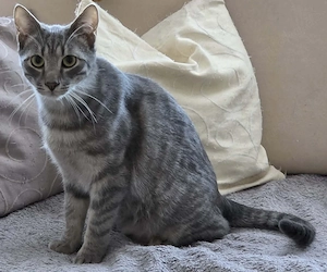 Thor und Ylvie - zwei Traumkatzen suchen Ihre Familie Bild 3