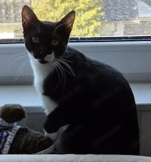 Thor und Ylvie - zwei Traumkatzen suchen Ihre Familie Bild 10