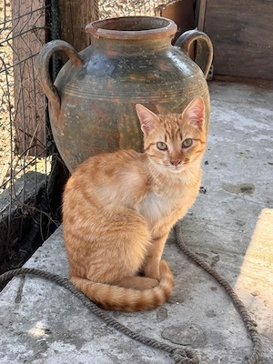 Radu, ein liebenswerter und süßer Kater sucht sein Traumzuhause