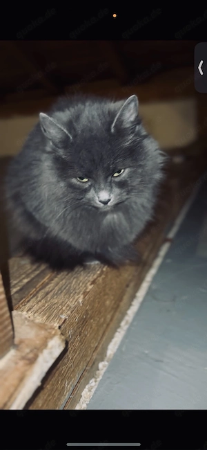 2 geschwister in liebe vollen händen abzugeben