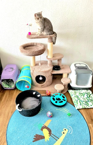 BKH Katze 8 Monate Bild 3