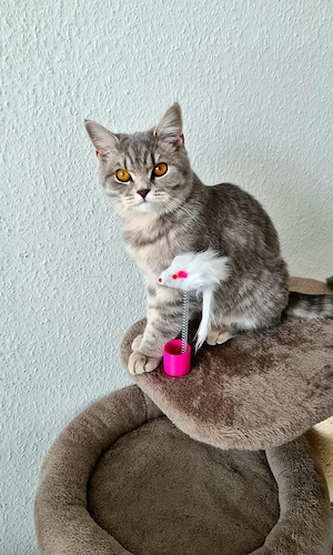 BKH Katze 8 Monate Bild 2