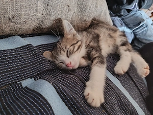 babyskatzen missling 