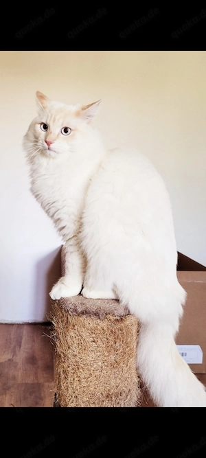 Neva Masquarade Kitten    