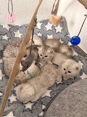 BKH Kitten suchen liebevolles Zuhause