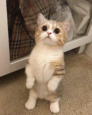 Britisch-Kurzhaar-Liebhaber