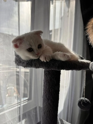 3 süße Katzenbabys abzugeben